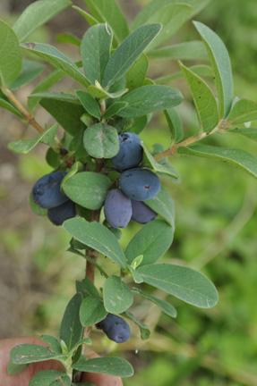 Honeysuckle Blue Velvet